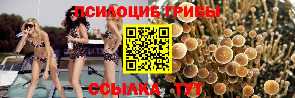 Псилоцибиновые грибы Psilocybine cubensis Ивантеевка